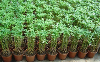 深圳盆栽花卉植物銷售、租賃,園林綠化工程設計、施工