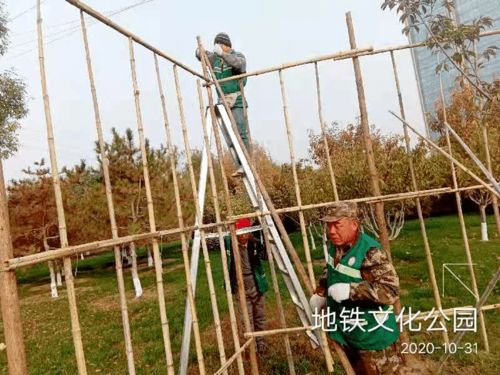 綠化養護靚風景 樹木涂白換新裝 園林中心全面開展冬季綠化養護防寒工作