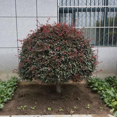 園林綠化 施工養護設計苗木果樹草坪別墅草坪樹墻綠籬