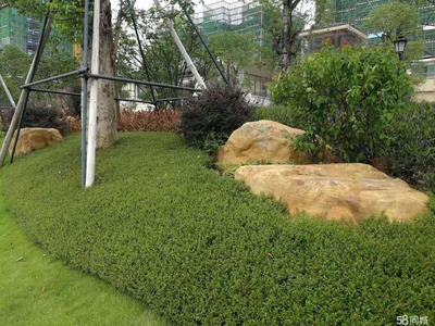 福建綠化馬尼拉草皮小區工廠別墅學校草坪園林景觀施工