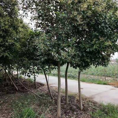 18公分大葉女貞苗 12公分大葉女貞樹苗 焦作供應商