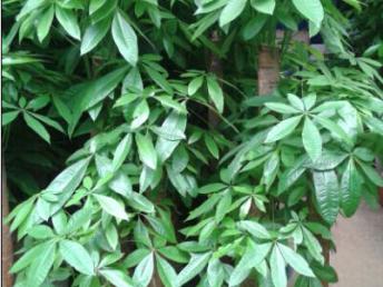 圖 廣州番禺租花 南村綠植租售 廣州園林綠化施工 廣州鮮花綠植