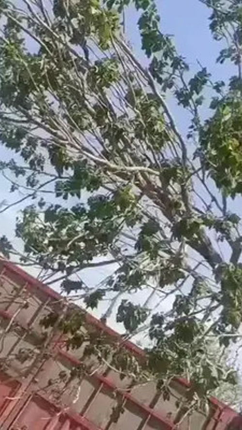 園林綠化工程苗木人 大自然的搬運(yùn)工 大美周至我來報