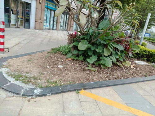 整個小區(qū)煥然一新 張槎街道開展園林綠化專項整治行動,克服城市管理短板環(huán)節(jié)