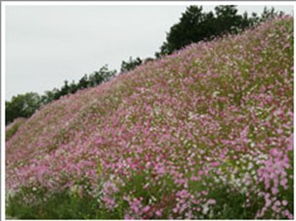 邊坡綠化 客土噴播 邊坡綠化施工 山體,邊坡綠化 客土噴播 邊坡綠化施工 山體生產(chǎn)廠家,邊坡綠化 客土噴播 邊坡綠化施工 山體價格