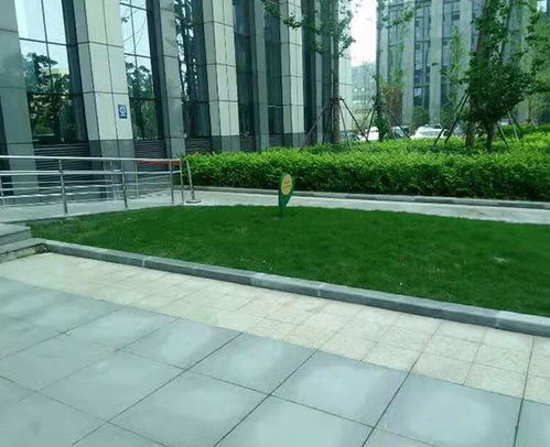 合肥軒晨 園林綠化養(yǎng)護(hù) 新站區(qū)園林綠化