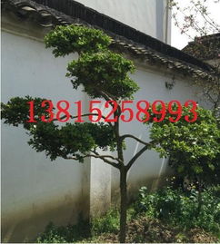蘇州景觀造型樹,造型瓜子黃楊批發,蘇州別墅庭院景觀綠化工程,蘇州綠化苗木市場,蘇州園林綠化景觀設計圖片,蘇州景觀造型樹,造型瓜子黃楊批發,蘇州別墅庭院景觀綠化工程