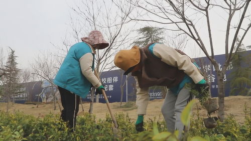 菏澤 牡丹區園林處搶抓綠化黃金季,5個綠化提升工程同時開工