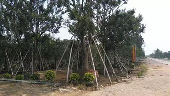 不斷追求完美,上海大景的實力派風(fēng)采