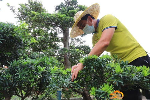 羅漢松銷售遇冷 園林綠化工程帶旺銷售