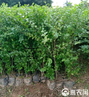 小葉女貞 小葉女貞苗 陜西小葉女貞樹苗 基地批發 直銷價格