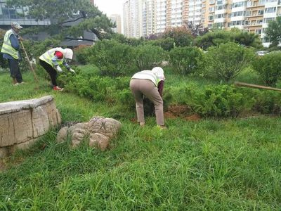 【嶗山園林】9月5日綠化養護作業小結