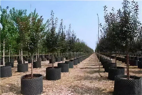 園林景觀綠化施工必懂
