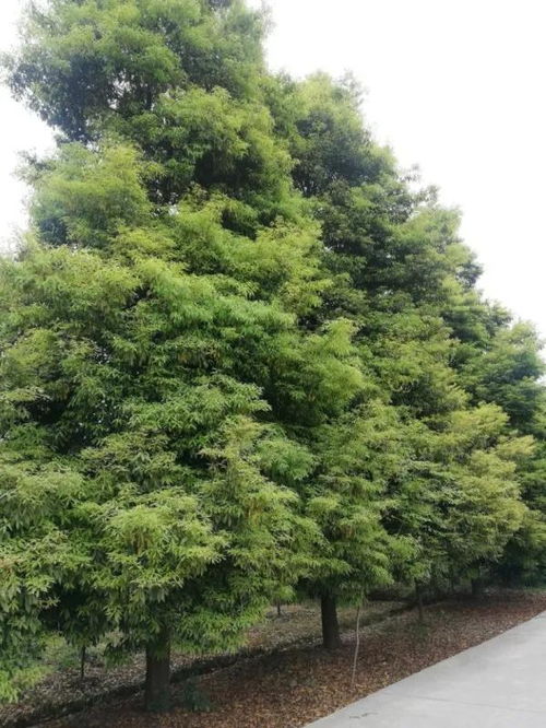 恭喜四川景秀園林綠化工程有限責任公司入駐苗木通 李志斌 打造四川精品