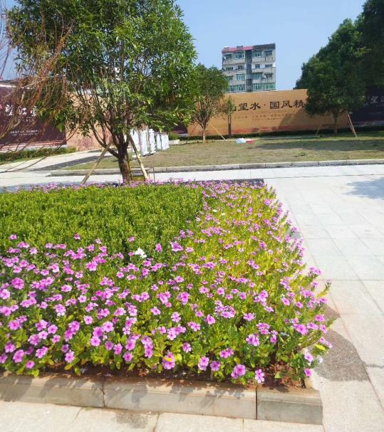 景致綠化養(yǎng)護怎么收費 圖 道路綠化養(yǎng)護 安義綠化養(yǎng)護