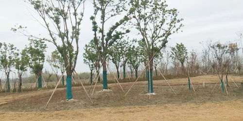 2019年度江蘇省十大優(yōu)秀園林綠化工程公司 苗圃 評(píng)選
