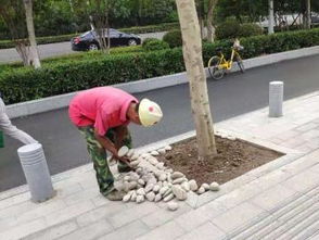 圖 武漢園林綠化設計施工改造與養護 樹木移栽修剪等等 武漢鮮花綠植