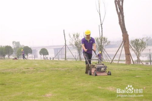 成都園林綠化養(yǎng)護(hù)修剪施工方案及操作規(guī)范