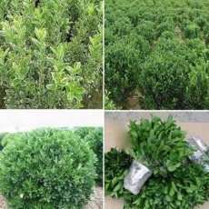 園林綠化工程設(shè)計(jì),園林綠化工程施工,苗木、花卉銷售_南陽林豐苑園林綠化工程