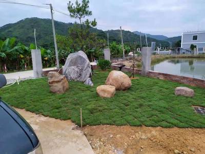 惠東譚公果苗花木場-別墅/工廠/學(xué)校綠化設(shè)計,綠化工程,綠化養(yǎng)護(hù)