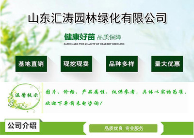 匯濤 白皮松小苗 現挖現賣 品質好 白皮松種植技術高 好管理 白皮松基地直銷