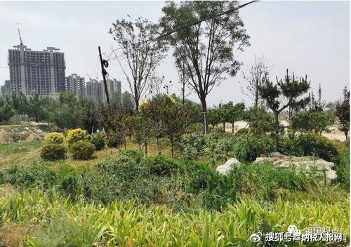 河北大名一千余萬景觀綠化工程先施工后招標