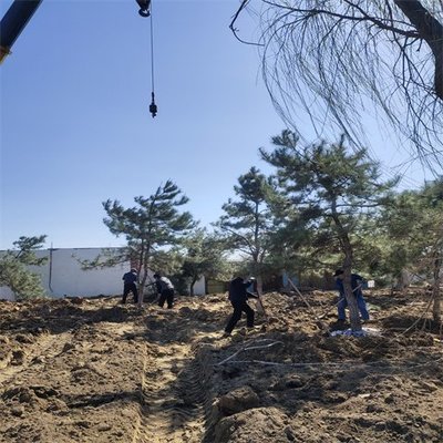品質優園林綠化施工養護工程 速度快效率高服務好