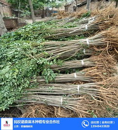 紫穗槐苗木基地 諾森苗木值得信賴 地徑0.5紫穗槐苗木基地