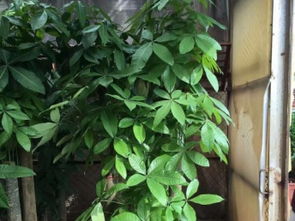 圖 深圳辦公室綠植租賃 園林綠化施工養護綠蘿 深圳鮮花綠植
