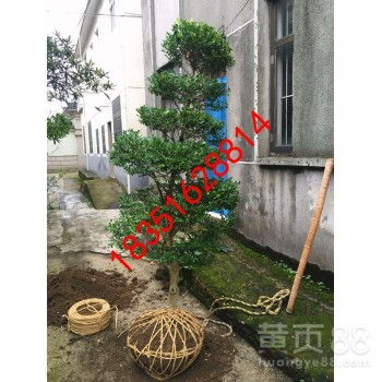 【蘇州市梅花樹、私家庭院別墅綠化工程、別墅綠化苗木、景觀設計綠化施工】-