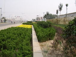 山東麗景園林公司 園林綠化工程景觀設計www.ljyl.cn規格型號及價格 園林施工 園林設計 苗木