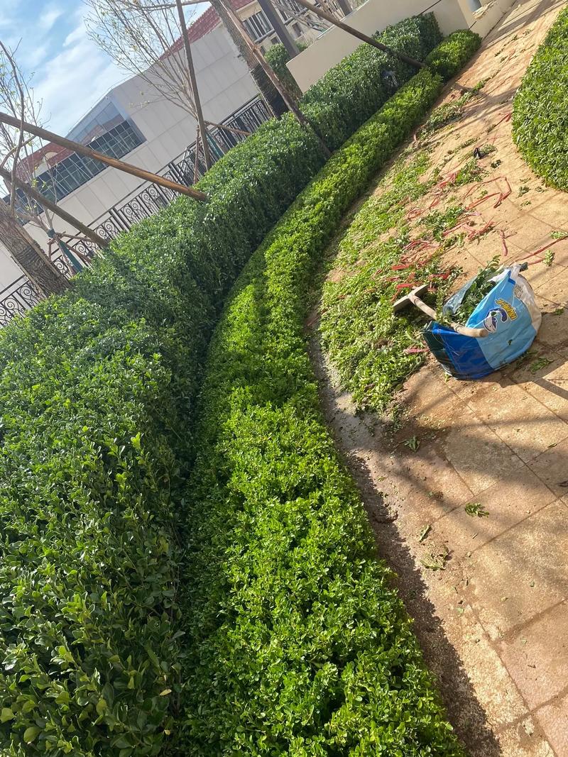 園林綠化 #施工現場實拍 #小區綠化