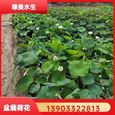 荷花多少錢一條