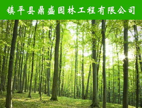 信陽防腐木 息縣防腐木 鼎盛園林防腐木價格 優質商家