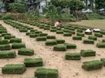 圖 廣州園林綠化施工,綠化工程承包,種花種苗,修枝移栽 廣州鮮花綠植